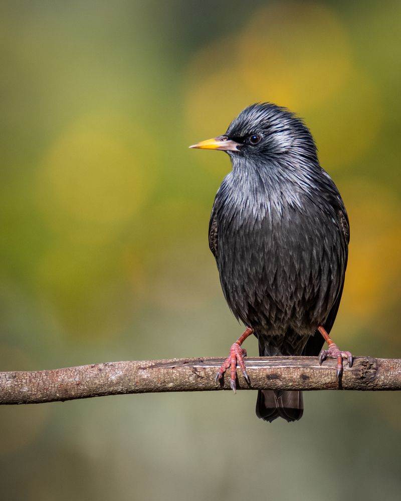 Photograph by Paulo Machado