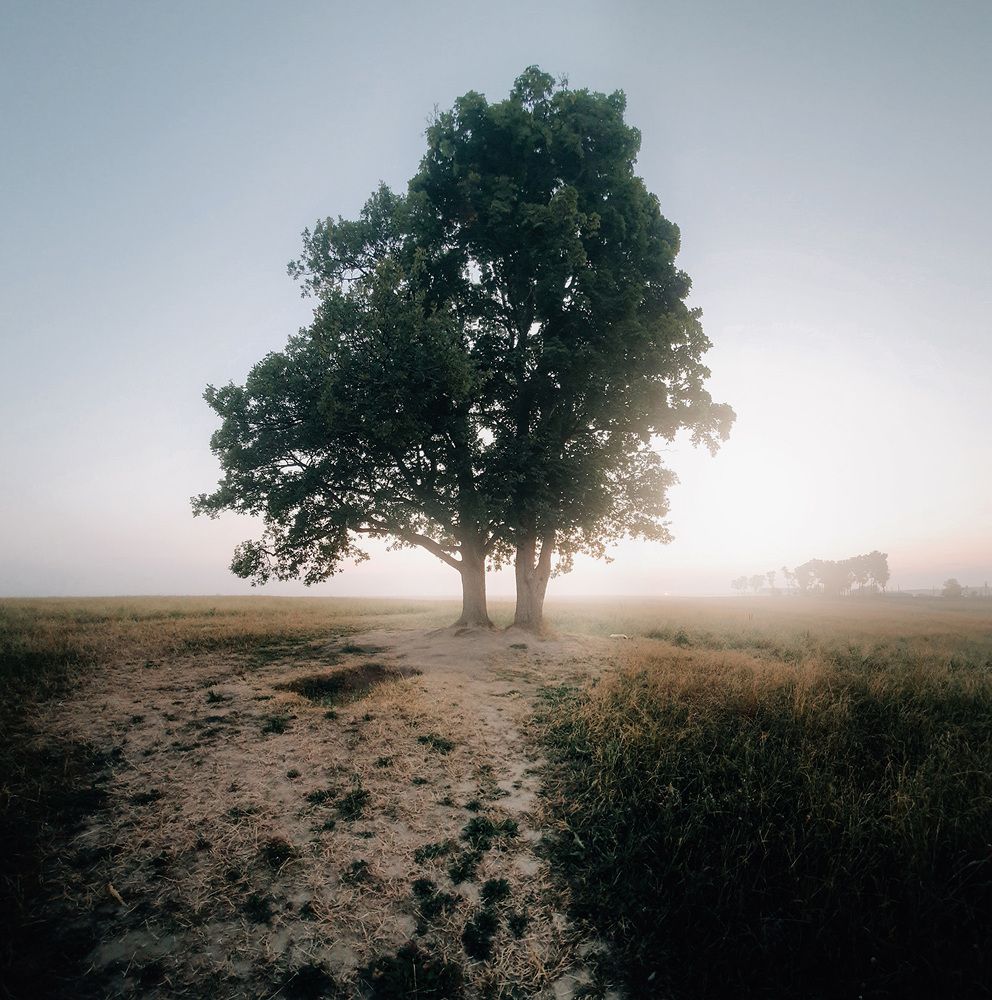 Дуб в тумане
