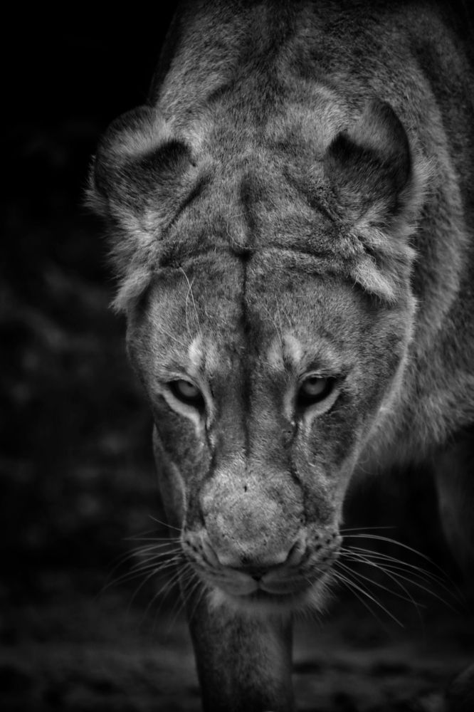 Photograph by Ирина Салминен