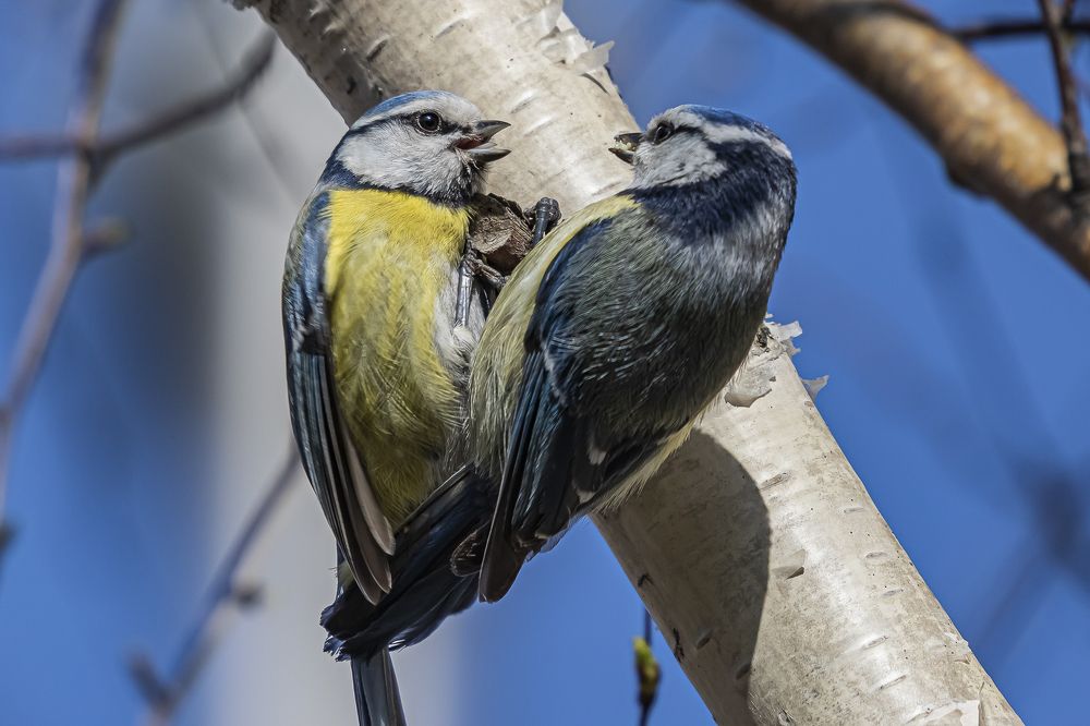 Синичкина любовь