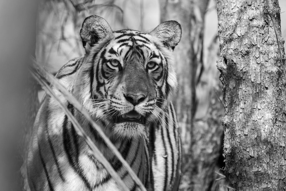 Фотография автора Khushjiv Sethi