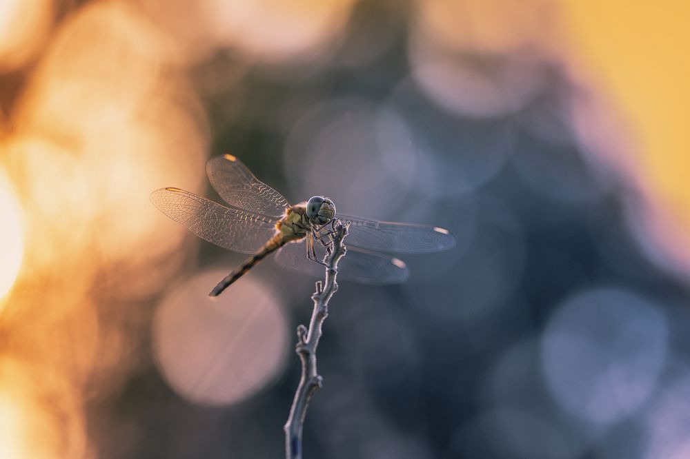 Photograph by Hemraj Chavhan A