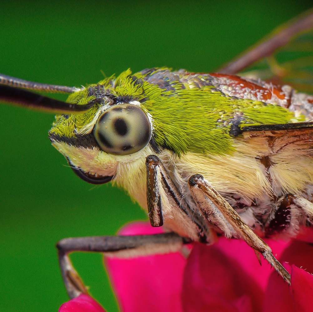 Photograph by Shakti brata Bhattacharjee