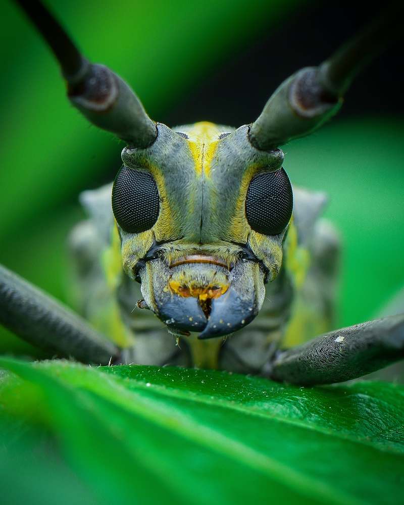 Photograph by Shakti brata Bhattacharjee