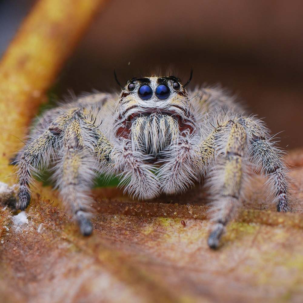 Photograph by Shakti brata Bhattacharjee