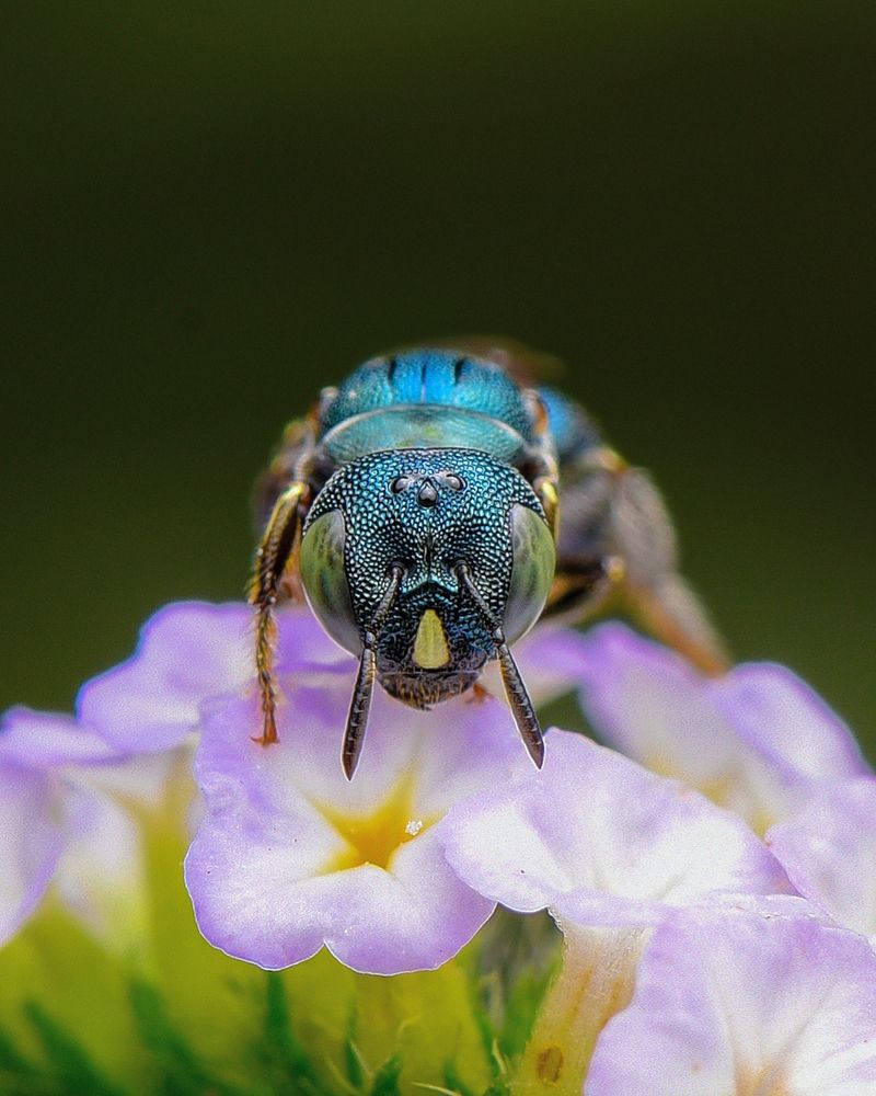 Photograph by Shakti brata Bhattacharjee