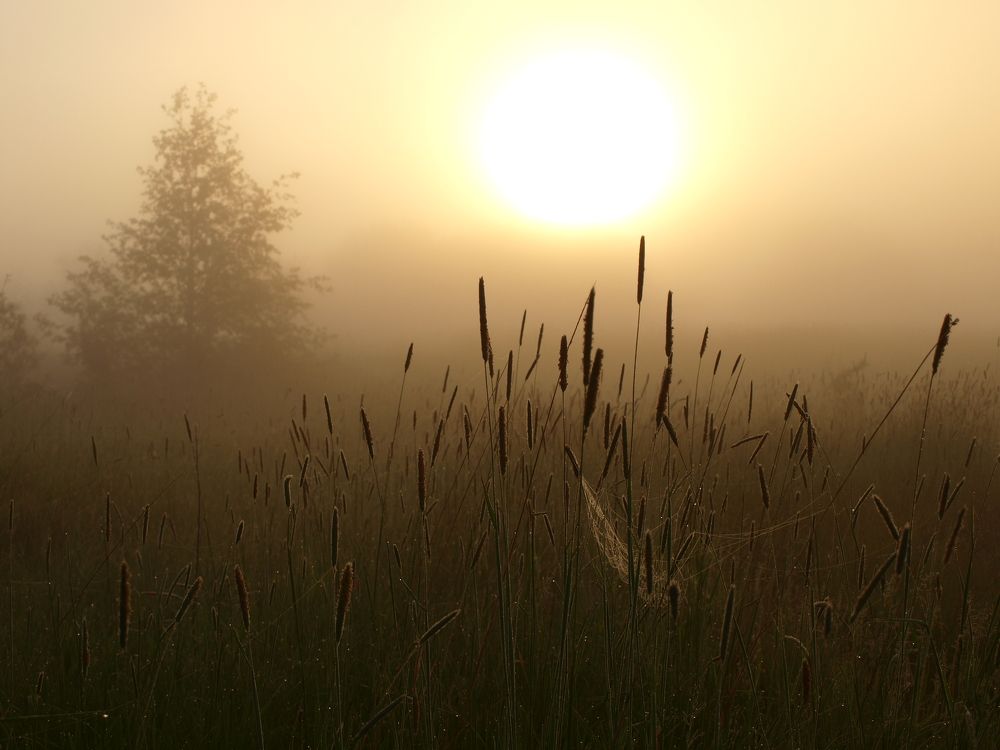 Morning mist next to the small river