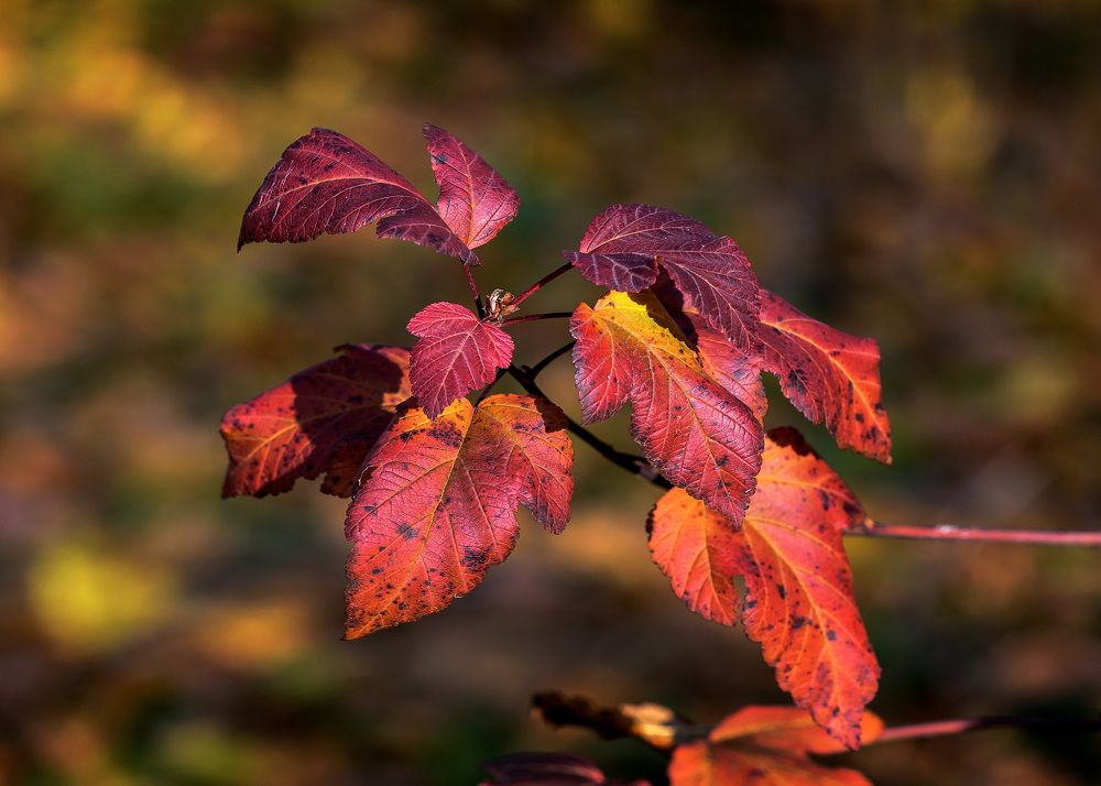 Красный октябрь