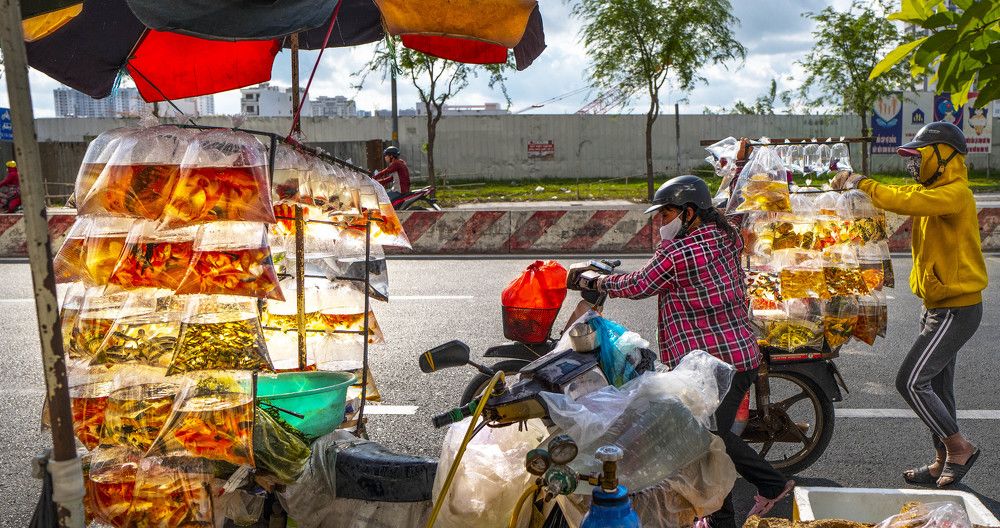 ORNAMENTAL FISH SELLERS