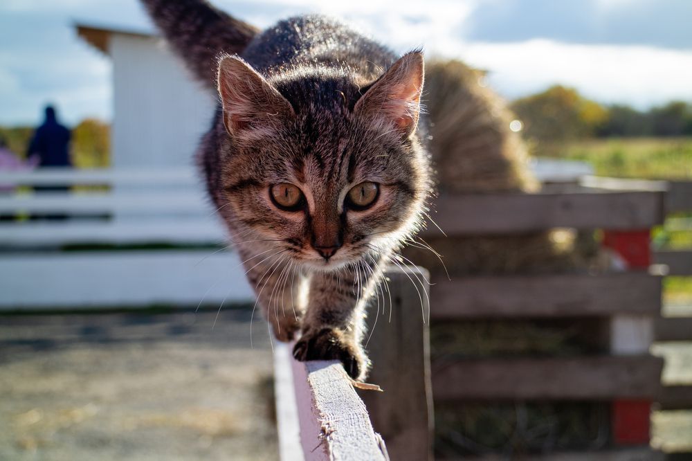 Photograph by Светлана Фокина