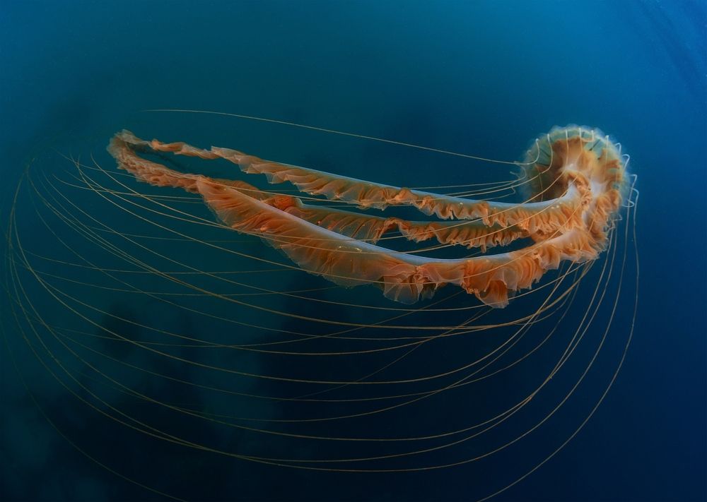 Photograph by Андрей Нарчук