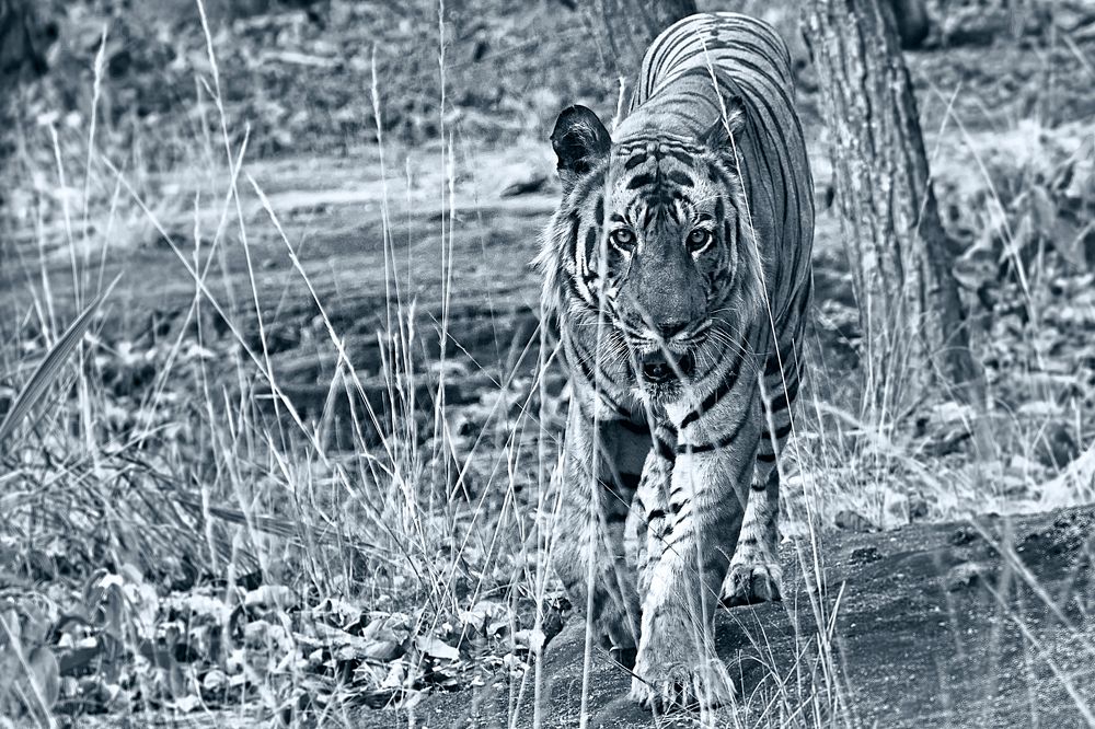 Photograph by anindya chakrabarti