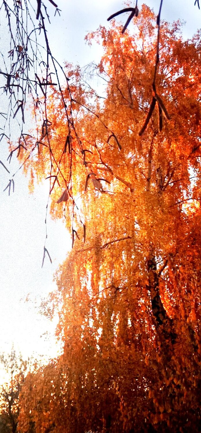 Photo #6879901