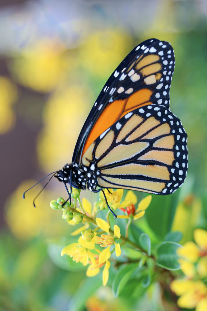 Photograph by Olga von Dahm