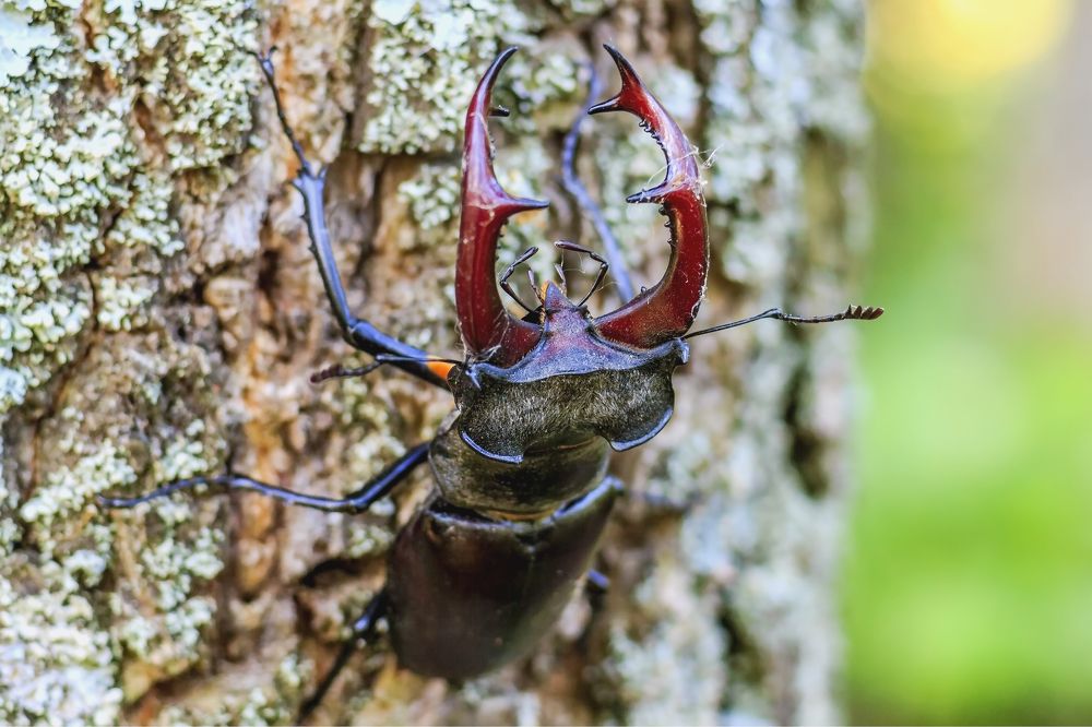 Морда жука..