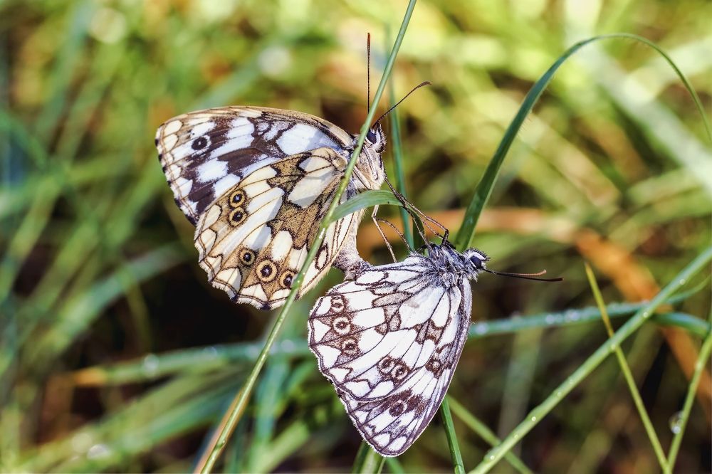 Зацепившись за травинки..