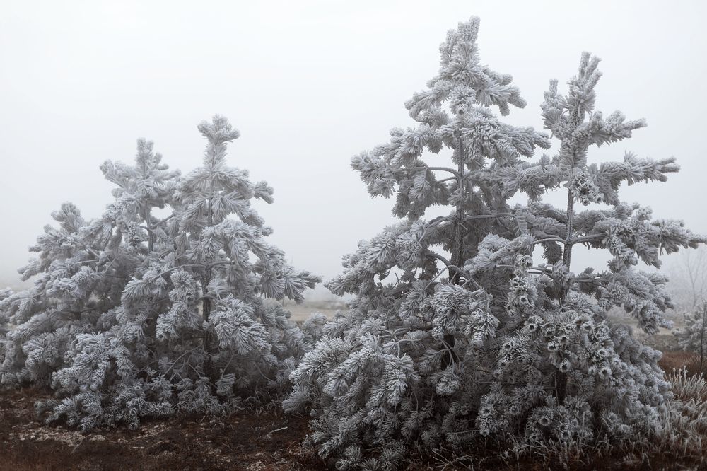 Photograph by Marina Charkina