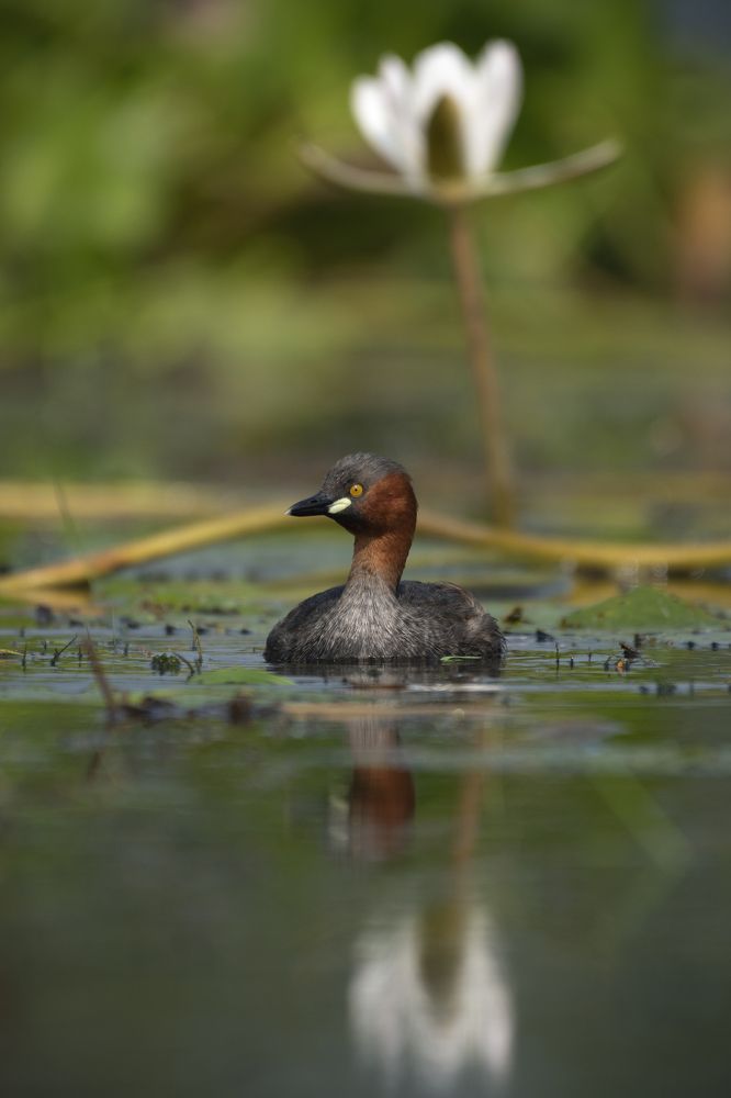 Photograph by Susanjit Saha