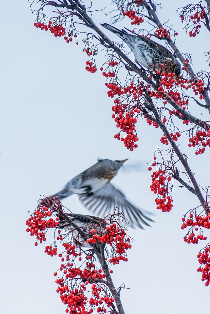Photograph by Галина Бехметьева