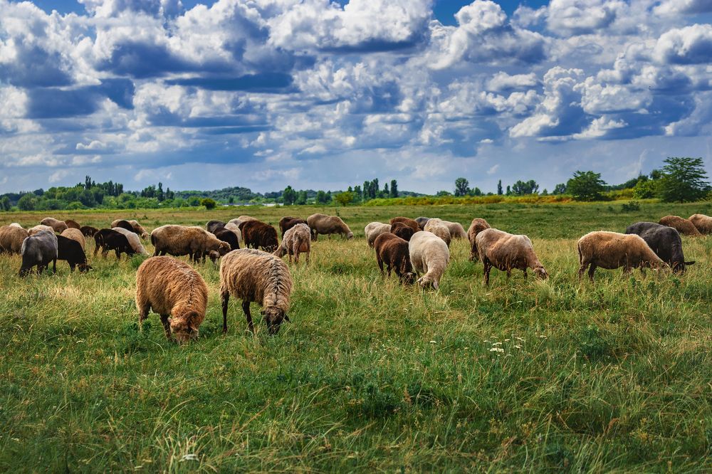 Photograph by Виталий Шкадинов