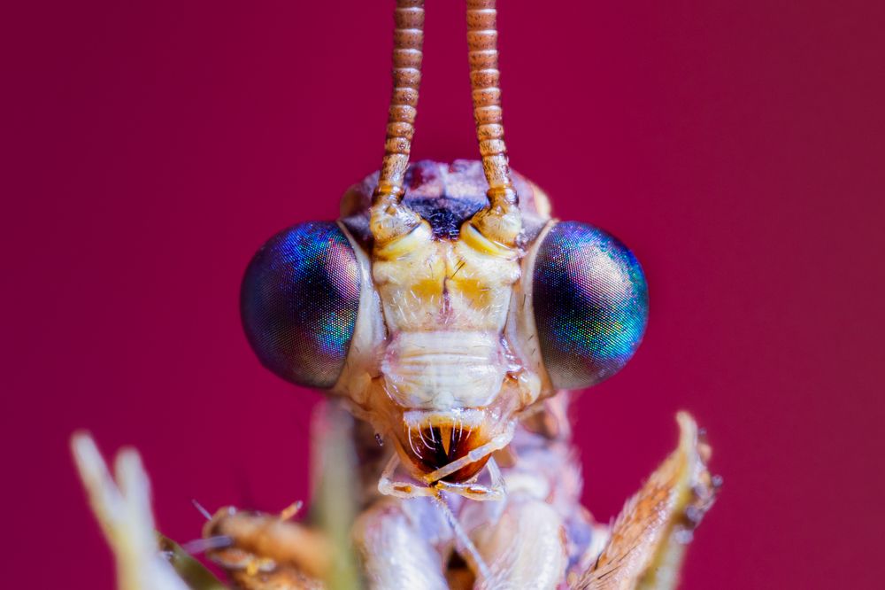 Photograph by Amin Mezian