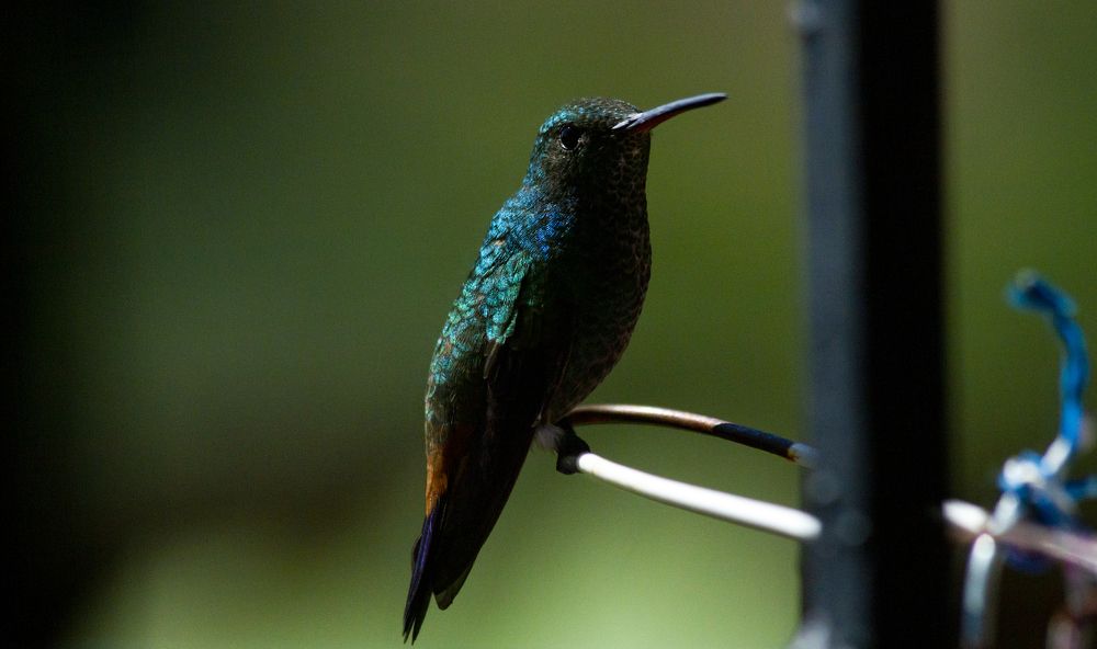 Photograph by Carla Salanova