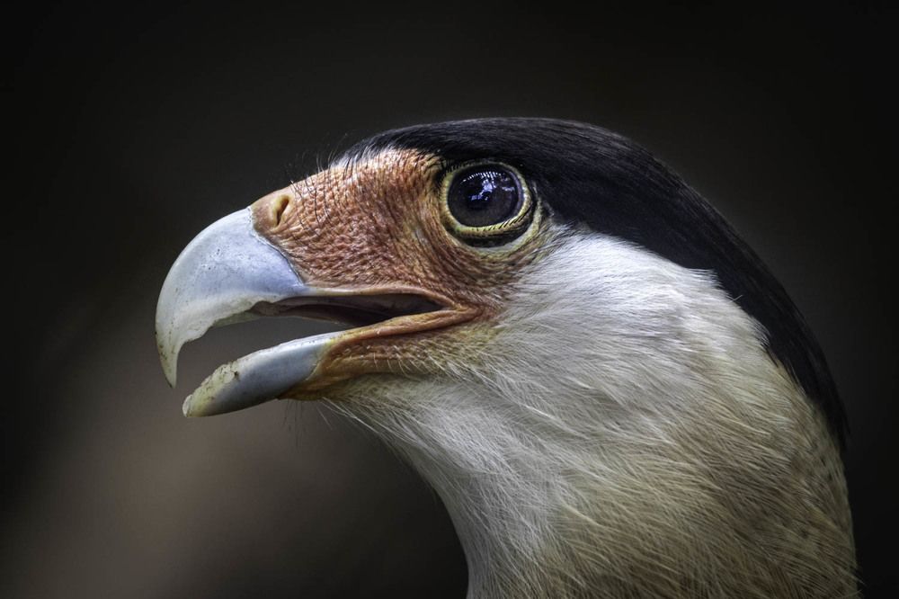 The powerful carcará