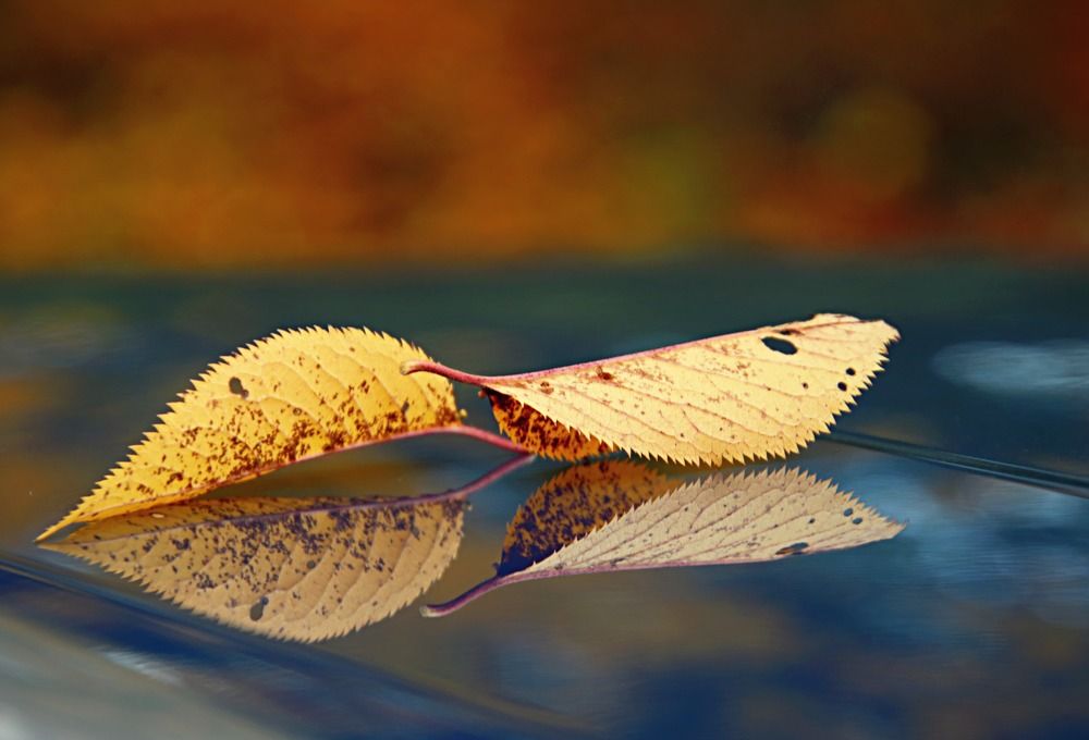 Photograph by Irina Radzinskaya