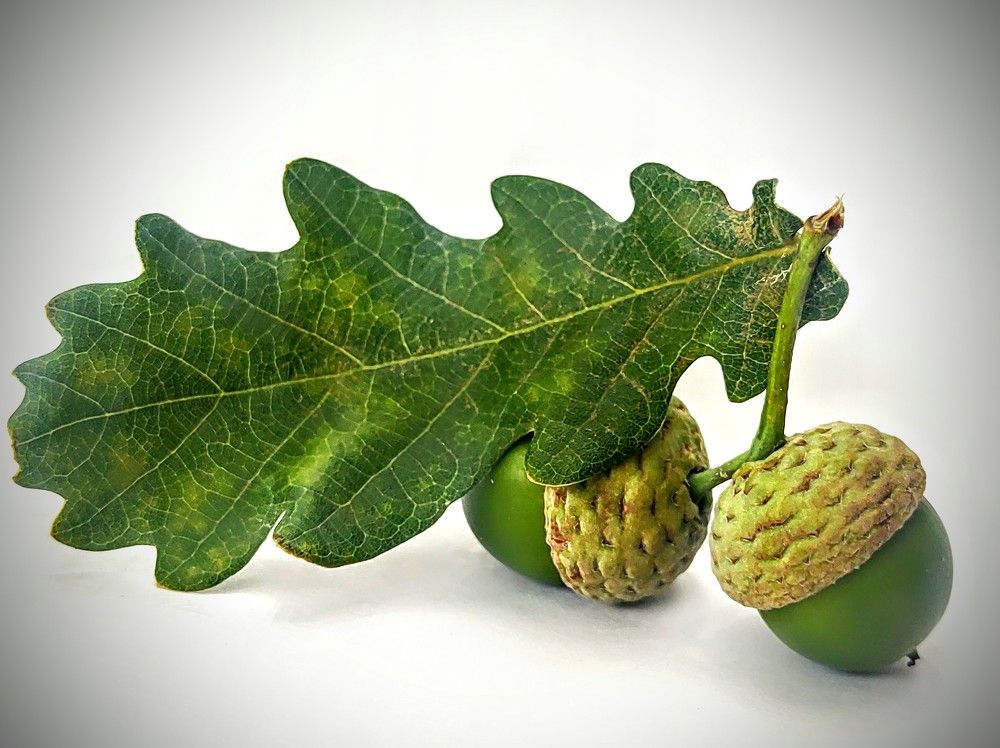 Photograph by Pablo Masuco