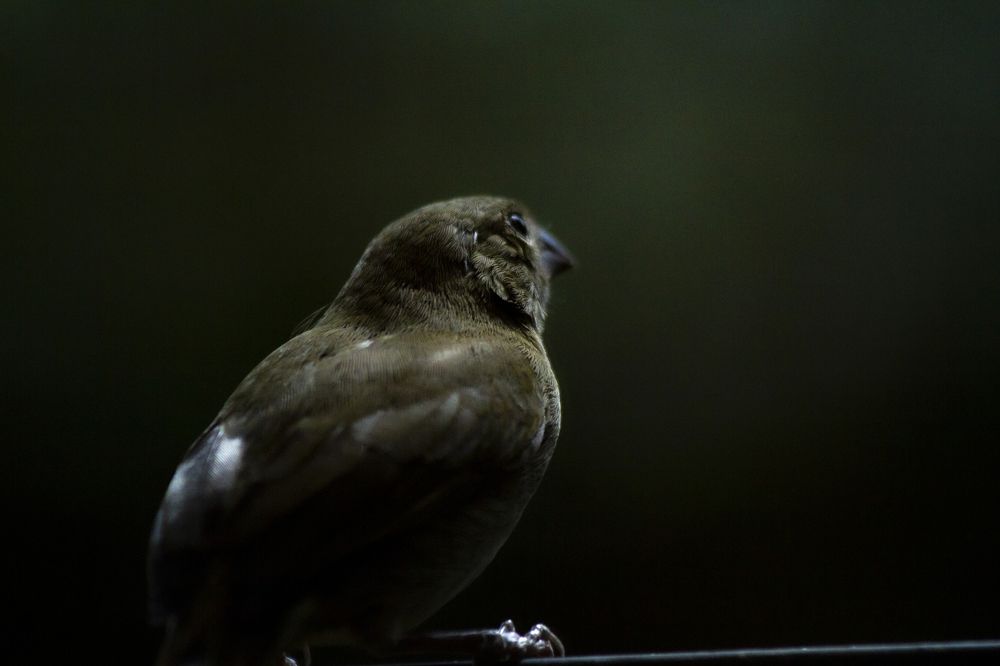 Photograph by Carla Salanova