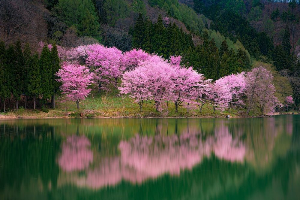 Cherry Blossom reflection