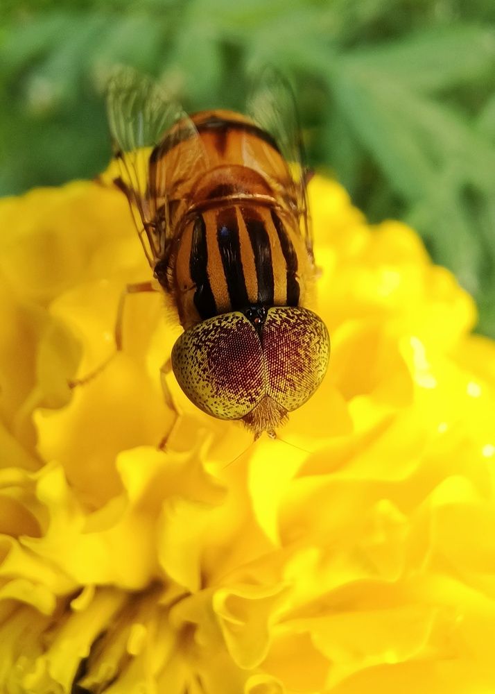 Hover fly on marigold ❤️