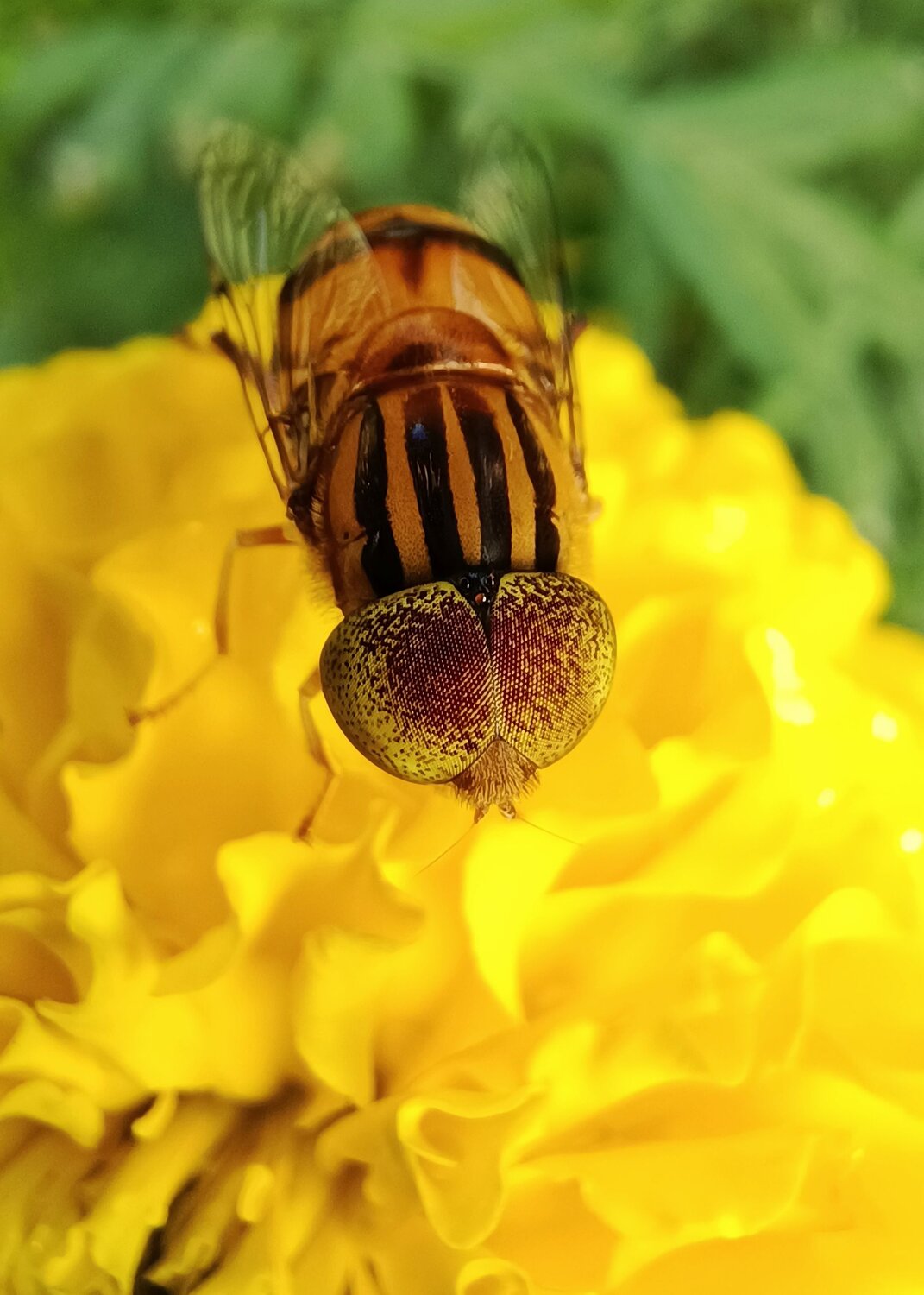 Hover fly on marigold ❤️