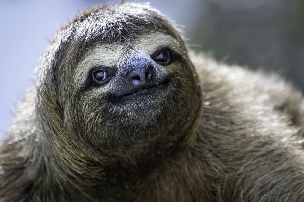 The sloth look