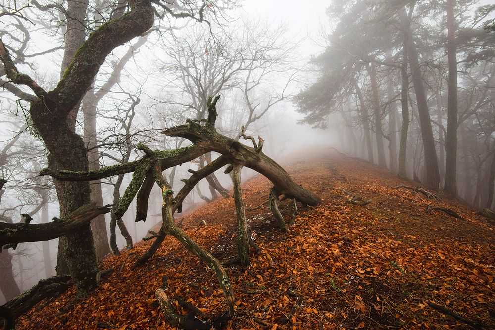 Фотография автора Юрий Коваленко