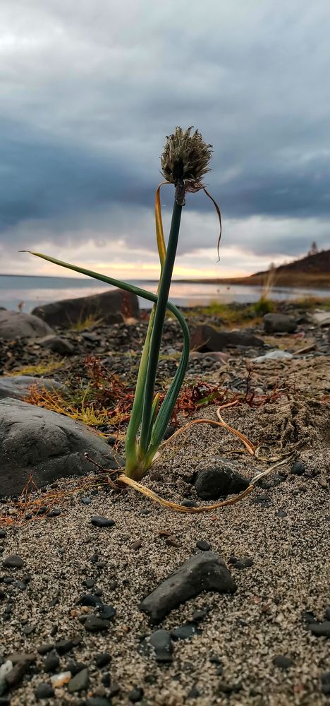 Осенний крик.