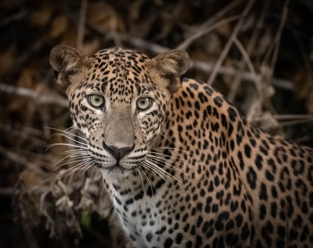 Photograph by Sampath Perera