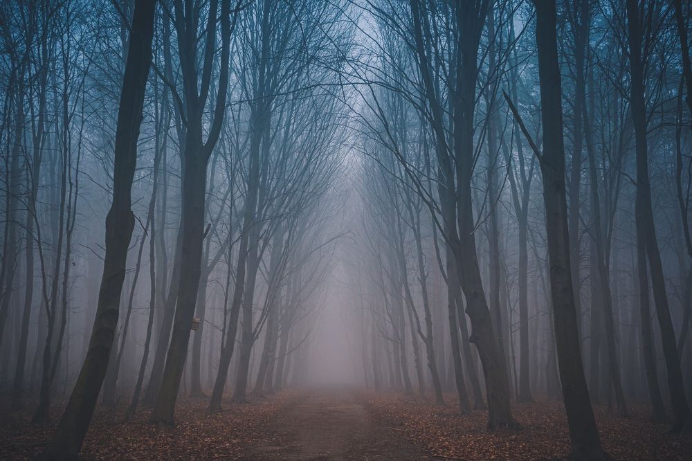 Загадочный лес.