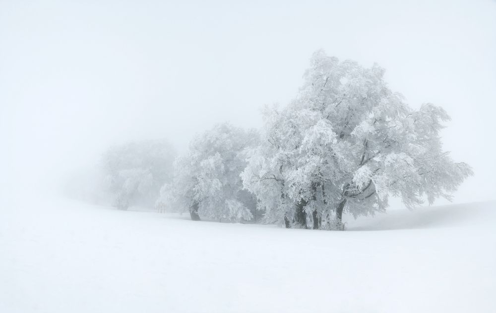 Photograph by Sonja Schneider