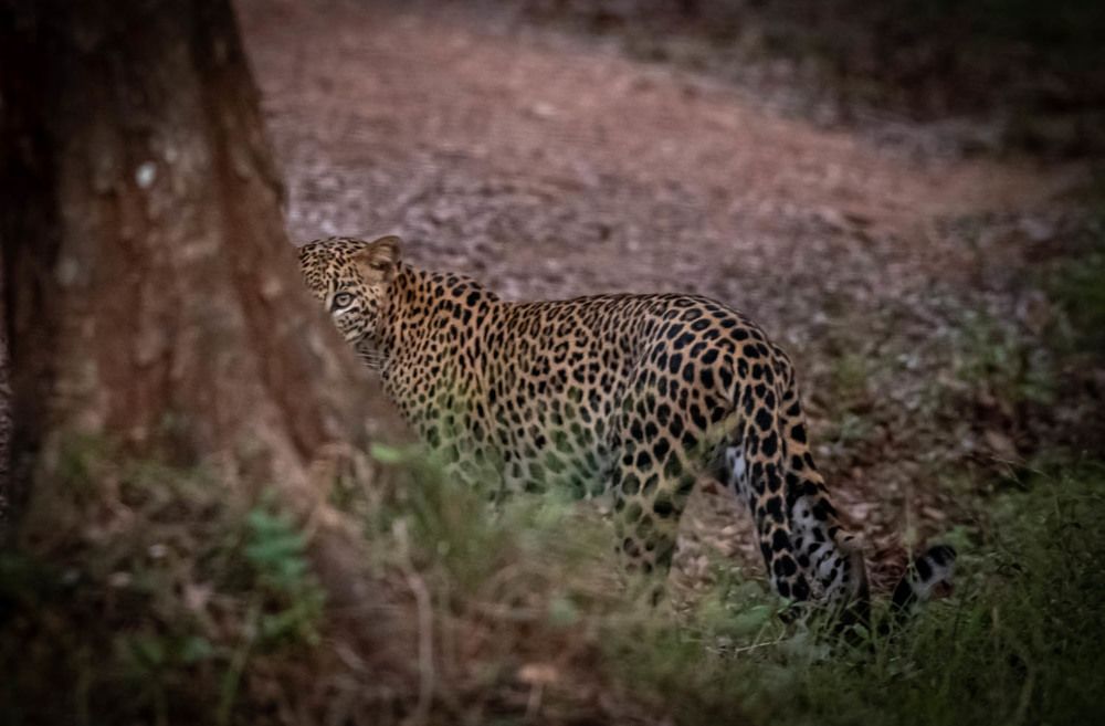 Photograph by Sampath Perera
