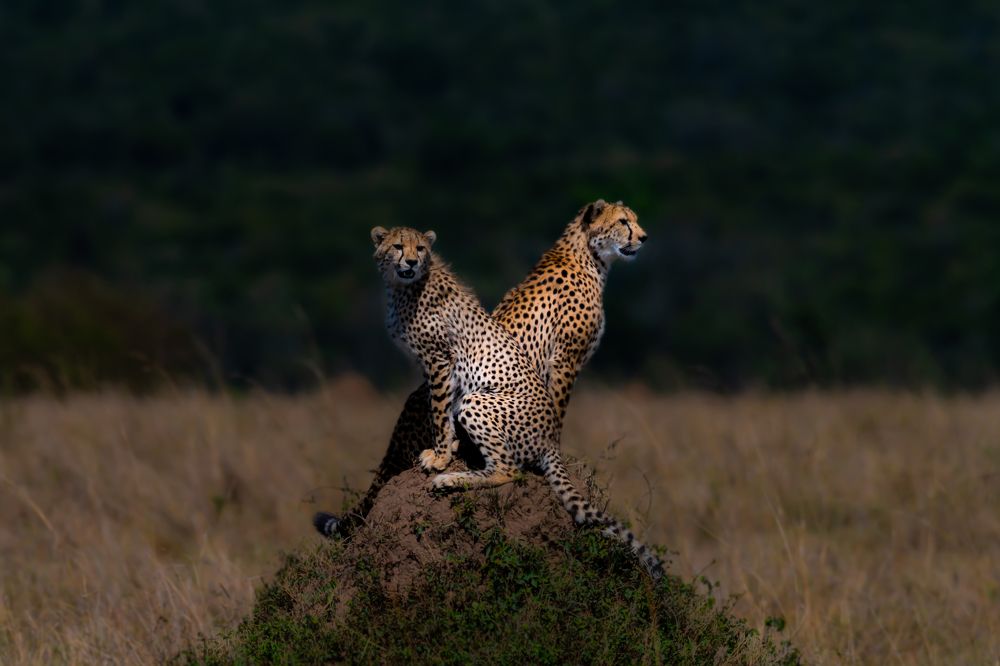 Photograph by Hari Govindarajulu