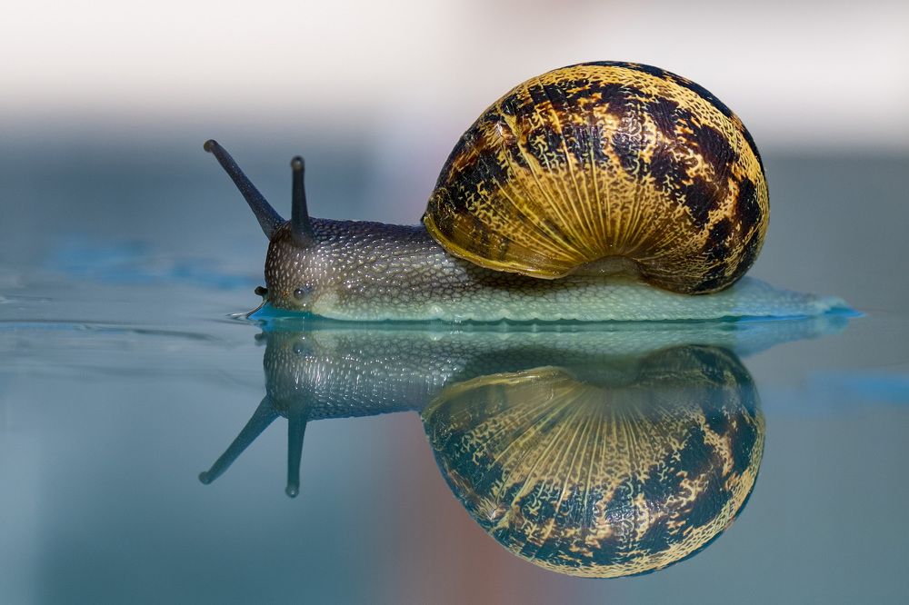 Photograph by Rahel Barenshtein