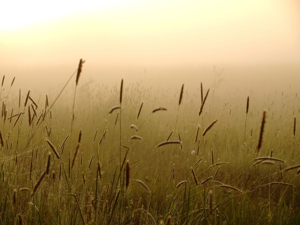 Morning mist next to the small river