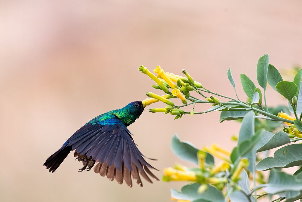 Hovering Sunbird.