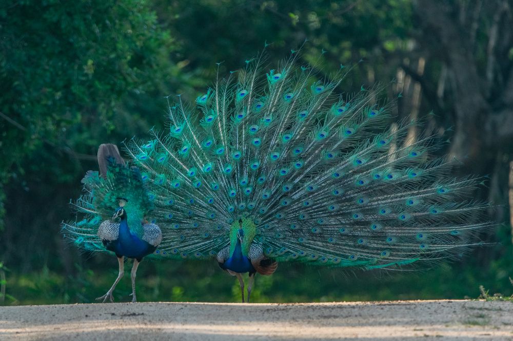 Photograph by Thillainayagam Sabesh