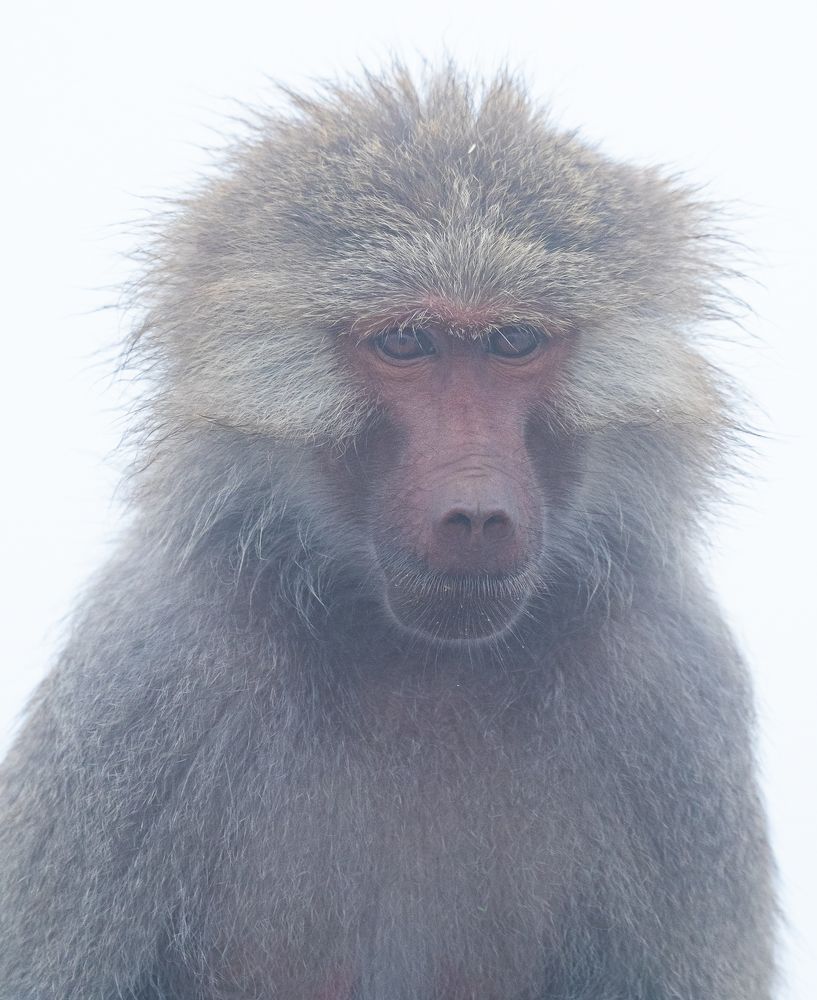 The fluffy baboon.