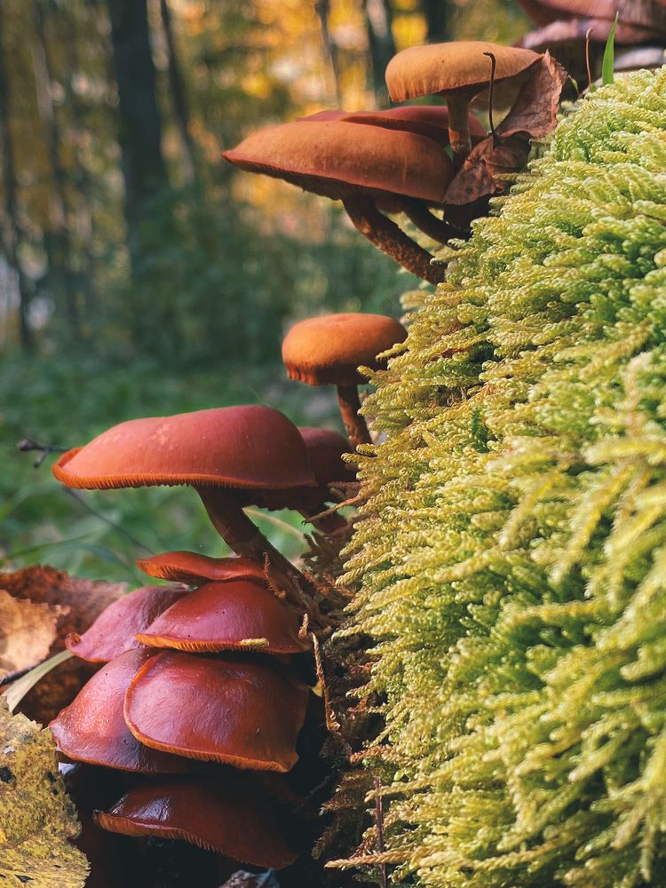 Photograph by Diana Mi