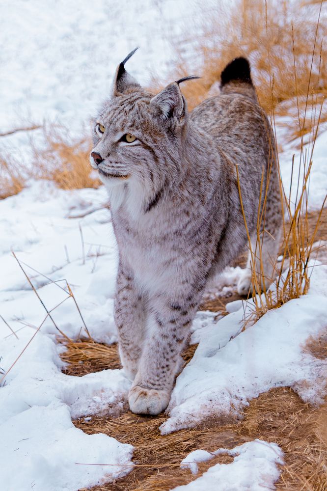 Фотография автора Татьяна Меньшикова