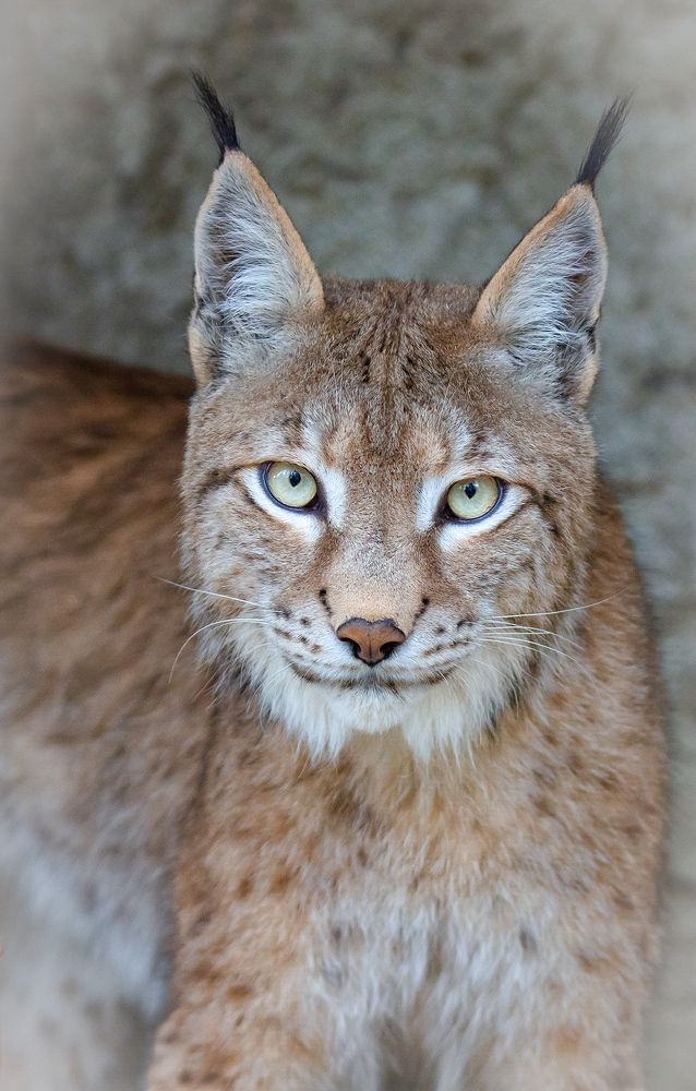 Фотография автора Татьяна Меньшикова