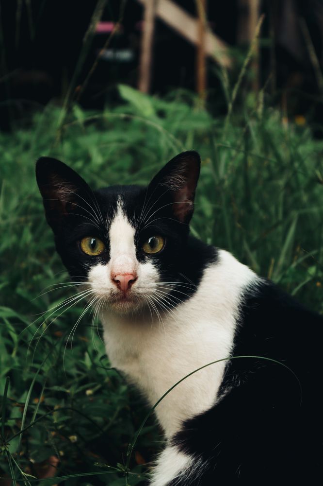 Фотография автора ADAM DANISH